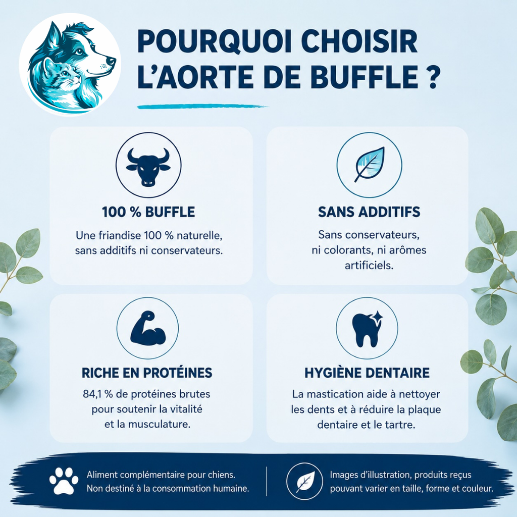 Aorte de buffle naturelle