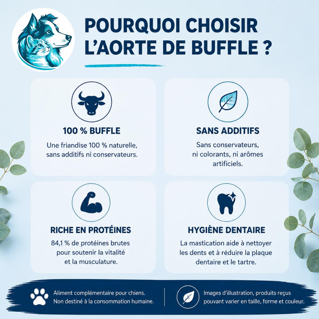 Aorte de buffle naturelle
