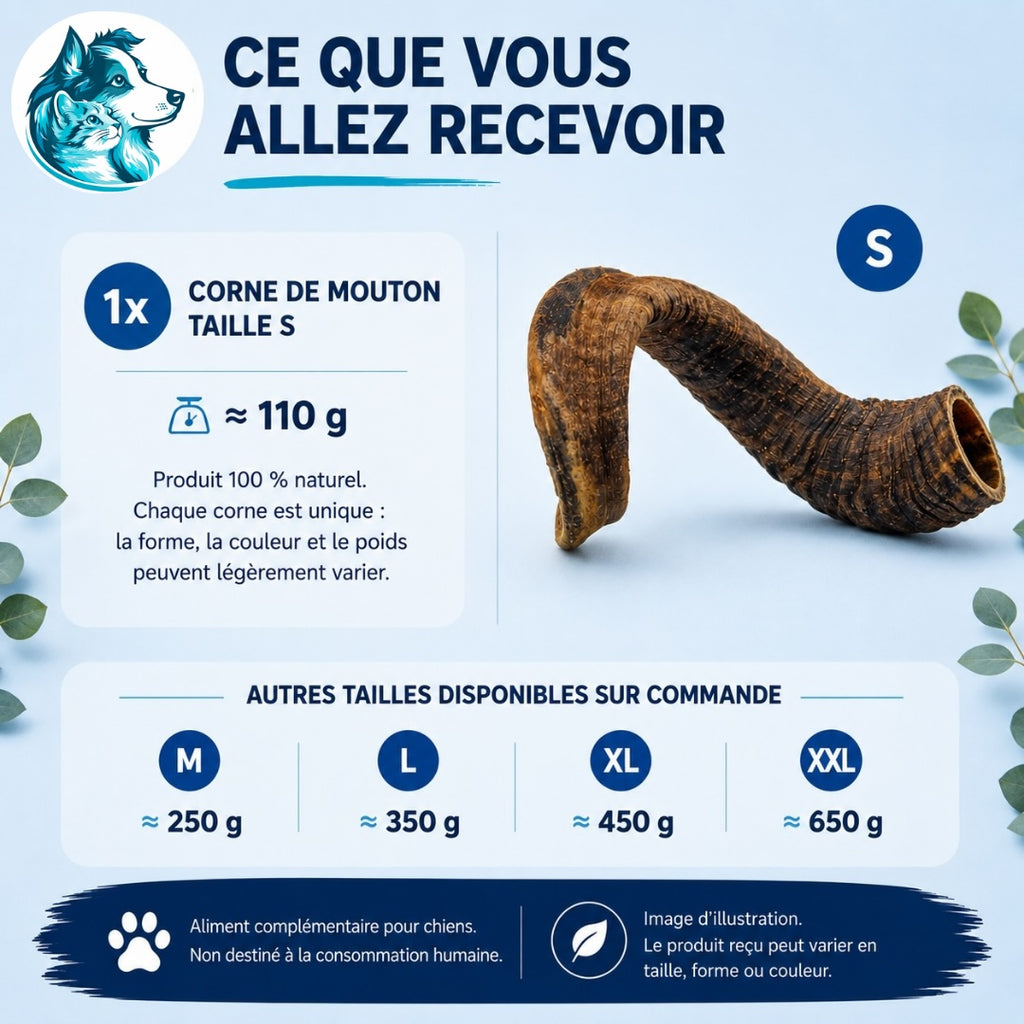 Corne de mouton naturelle - S