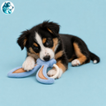 BUNI – Anneau de Dentition Oreilles de Lapin pour Chiot