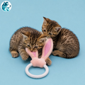 BUNI – Anneau de Dentition Oreilles de Lapin pour Chiot