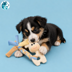 GIGI – Girafe de Dentition pour Chiot