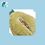POIRI – Poire de Fouille 15cm
