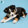 TOBI – Jouet de Rapport Souple pour Chiot